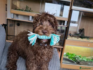 Mixed Breed dogs 6 month old Labradoodle Pup - Advert 18