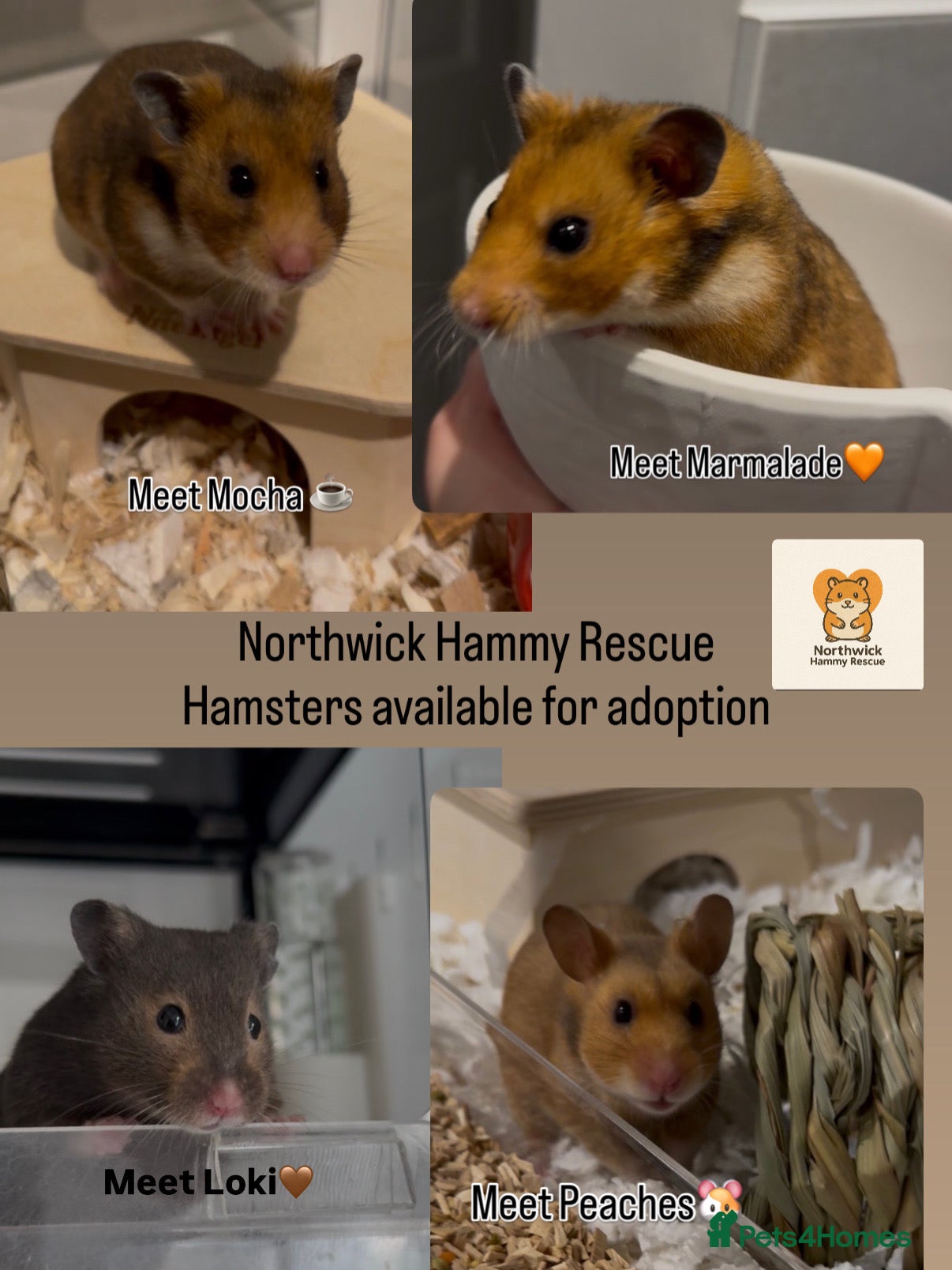 Hamster rodents Hamsters for Adoption at Northwick Hammy Rescue🐹 - Advert 1