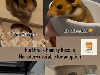 Hamster rodents Hamsters for Adoption at Northwick Hammy Rescue🐹 - Advert 3