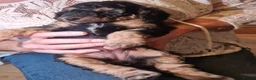Cockapoo dogs for sale: F1B cockapoo puppies 2 boys 1 girl  - Advert 6