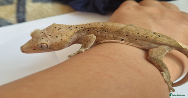 Leopard Gecko reptiles - Advert 5