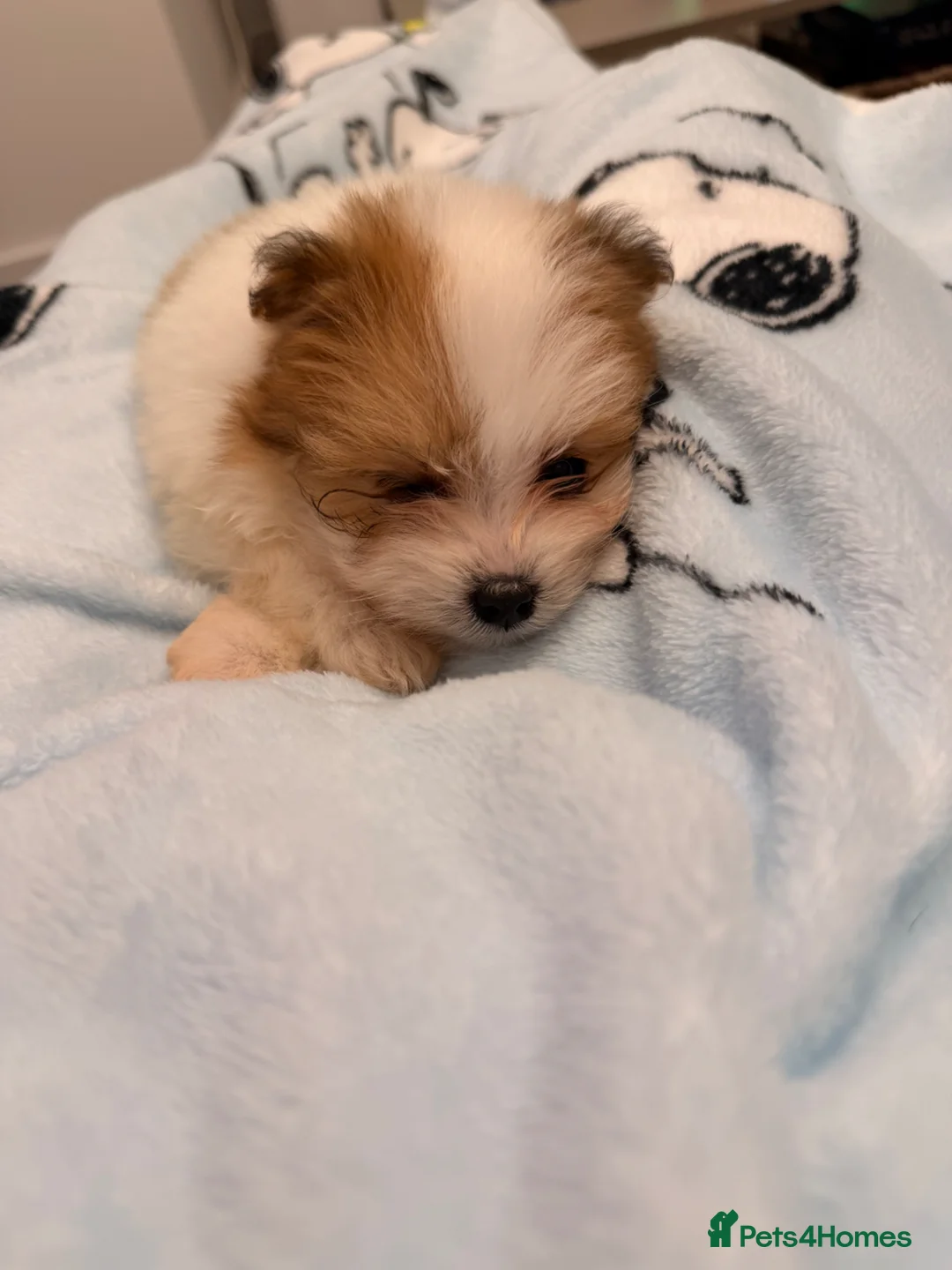 Pomeranian dogs for sale: Female Pomeranian 9 weeks old  in Wembley - Advert 9