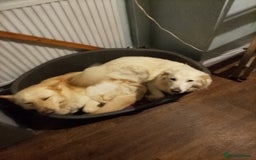 Mixed Breed dogs for sale: Northern Inuit x German shepherd puppies for sale  - Image 8