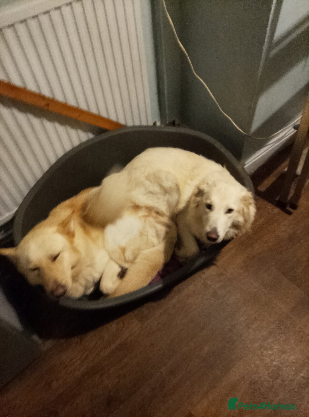 Mixed Breed dogs for sale: Northern Inuit x German shepherd puppies for sale  - Image 8