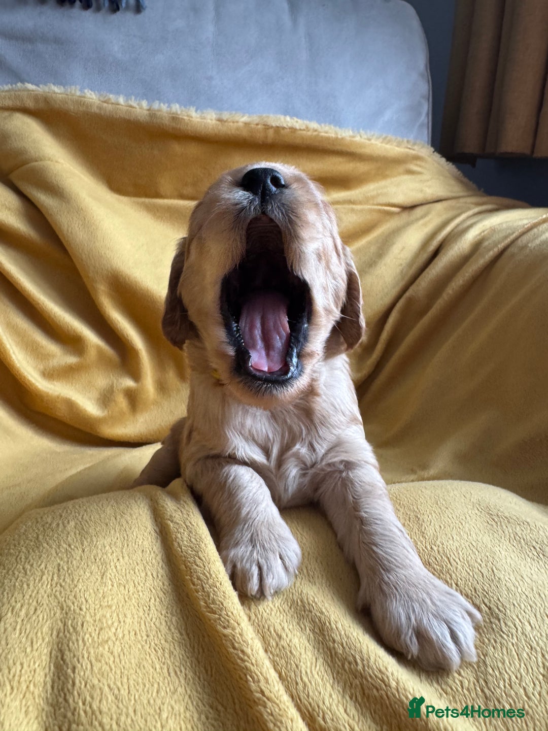 Cockapoo dogs for sale: Cockapoo Litter Due 25th January  - Advert 17