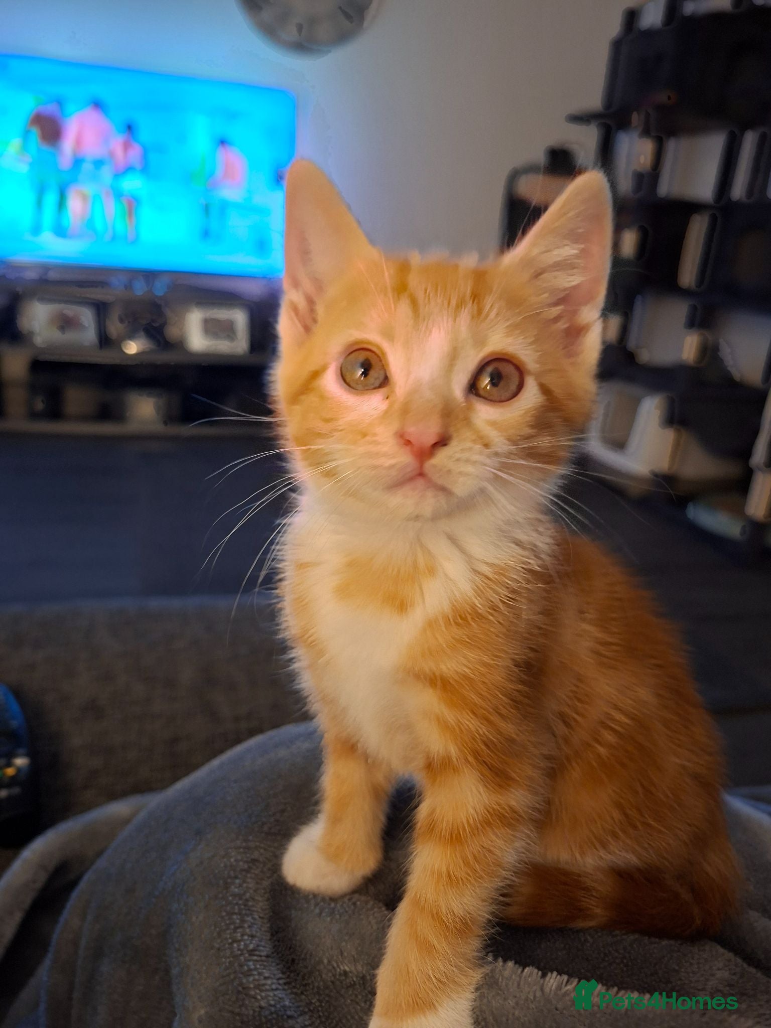Mixed Breed cats Kitten - female ginger - Advert 2