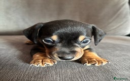 Dachshund dogs for sale: Minature Dachshund - Image 5