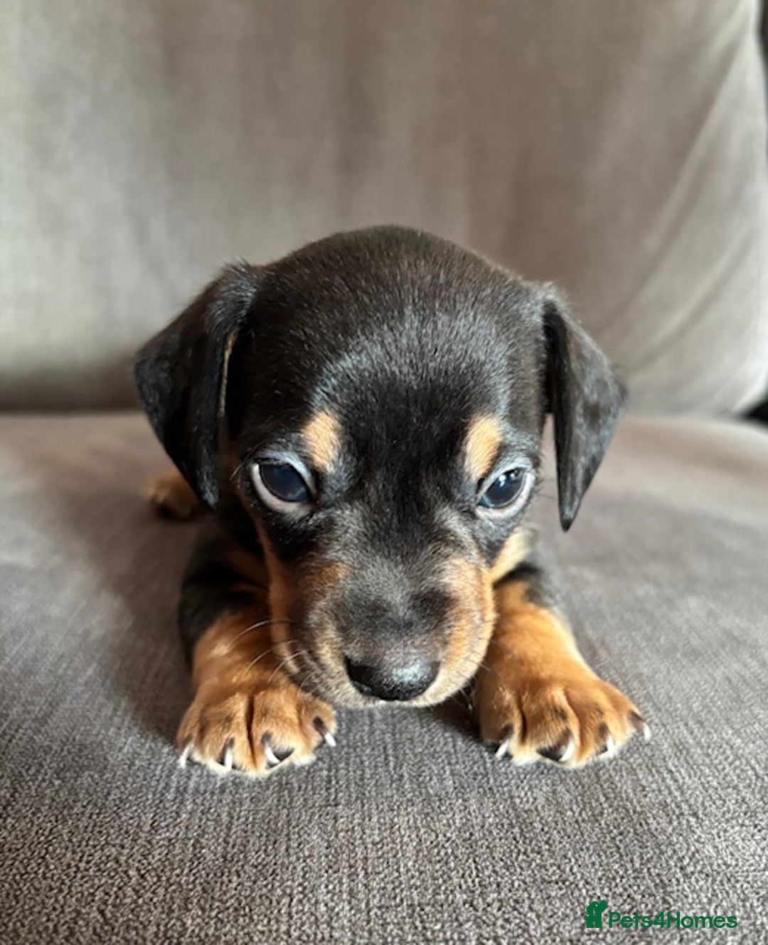 Dachshund dogs for sale: Minature Dachshund - Image 5