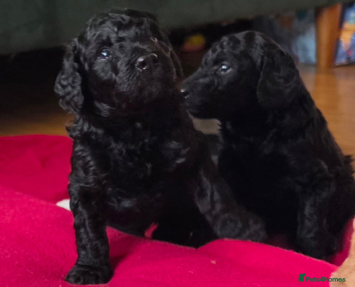 Poodle dogs for sale: Exceptional health tested Moyen Poodles  - Advert 19