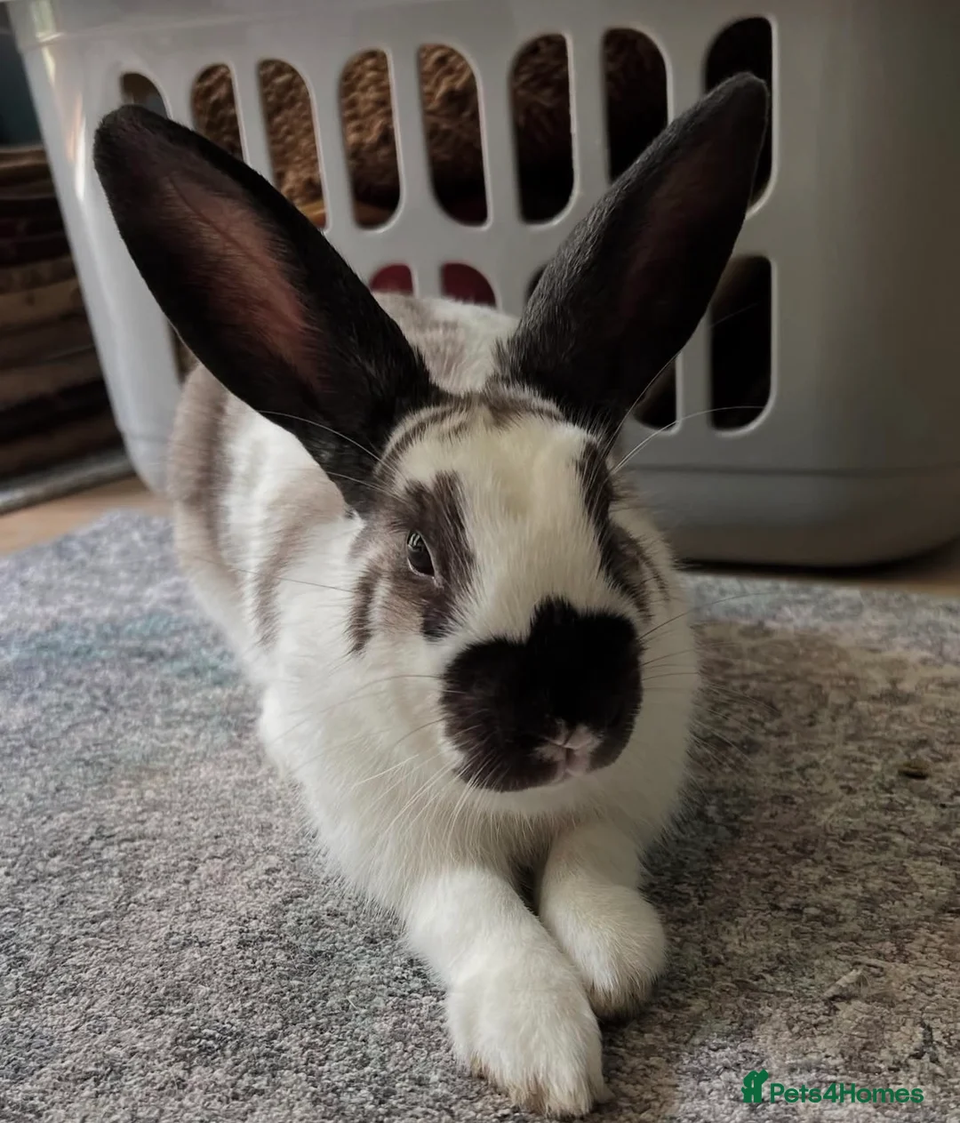 English Spot rabbits for sale: Rescue spayed female  - Advert 1