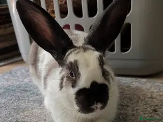 English Spot rabbits Rescue spayed female - Advert 9