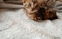 Mixed Breed cats for sale: Lovely Ginger and Rosetted Kittens - Image 12