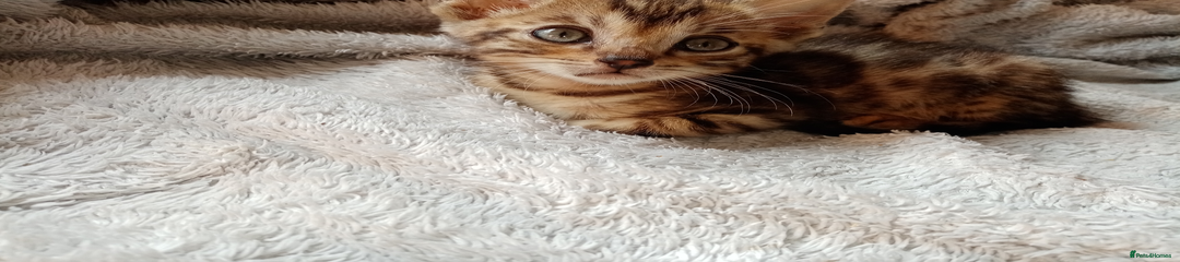 Mixed Breed Kitten 1