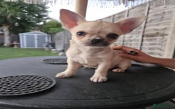 Chihuahua dogs for sale: Chihuahua for sale  - Image 5