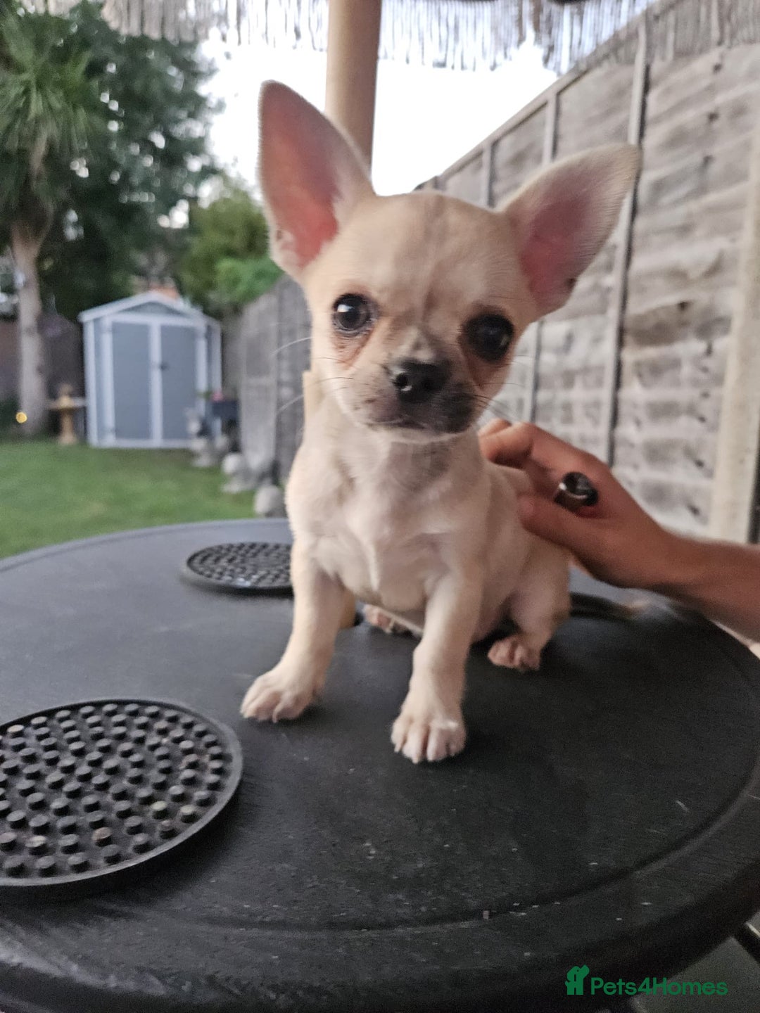 Chihuahua dogs for sale: Chihuahua for sale  - Image 5