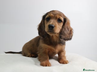 Miniature Dachshund dogs Ready now Miniature longhaired dachshunds - Advert 13