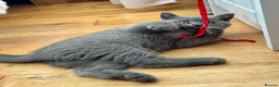 British Shorthair cats for sale: BBSH, GCCF : ready to leave ❤️ - Advert 9