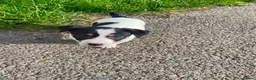 Jack Russell dogs for sale: Beautiful Jack Russell Girls Available  - Advert 27