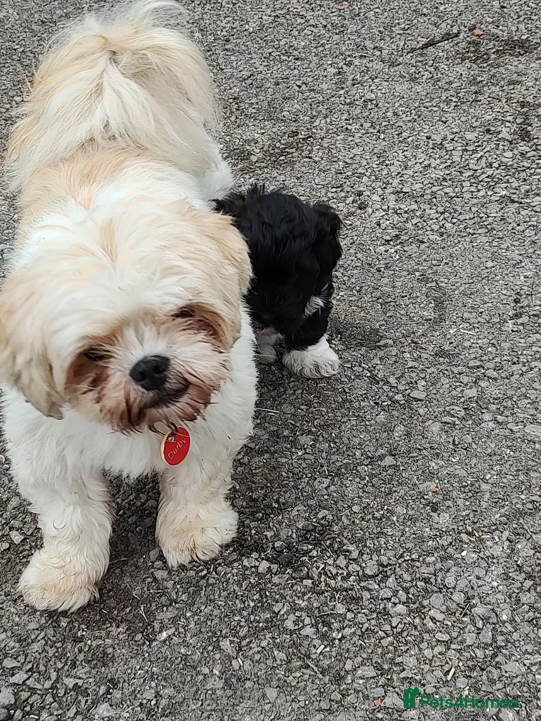 Lhasapoo dogs for sale: Lhasapoo puppy ***stunning little boy *** in Lydney - Advert 2