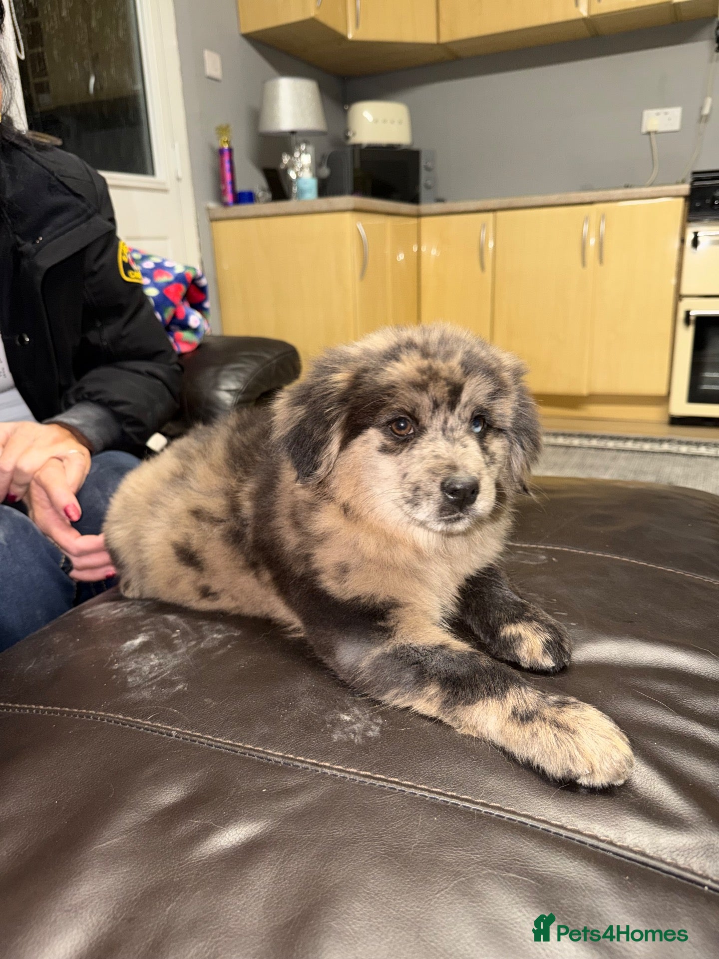 Mixed Breed dogs for sale: Chowski puppies for sale  - Advert 10