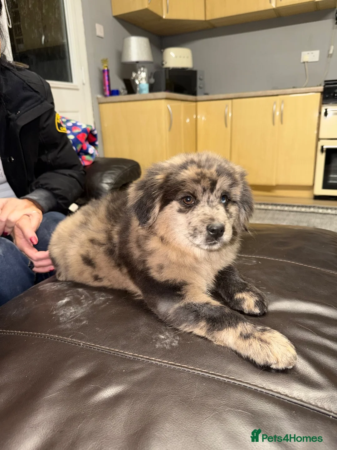 Mixed Breed dogs for sale: Chowski puppies for sale  in Bridgend - Advert 1