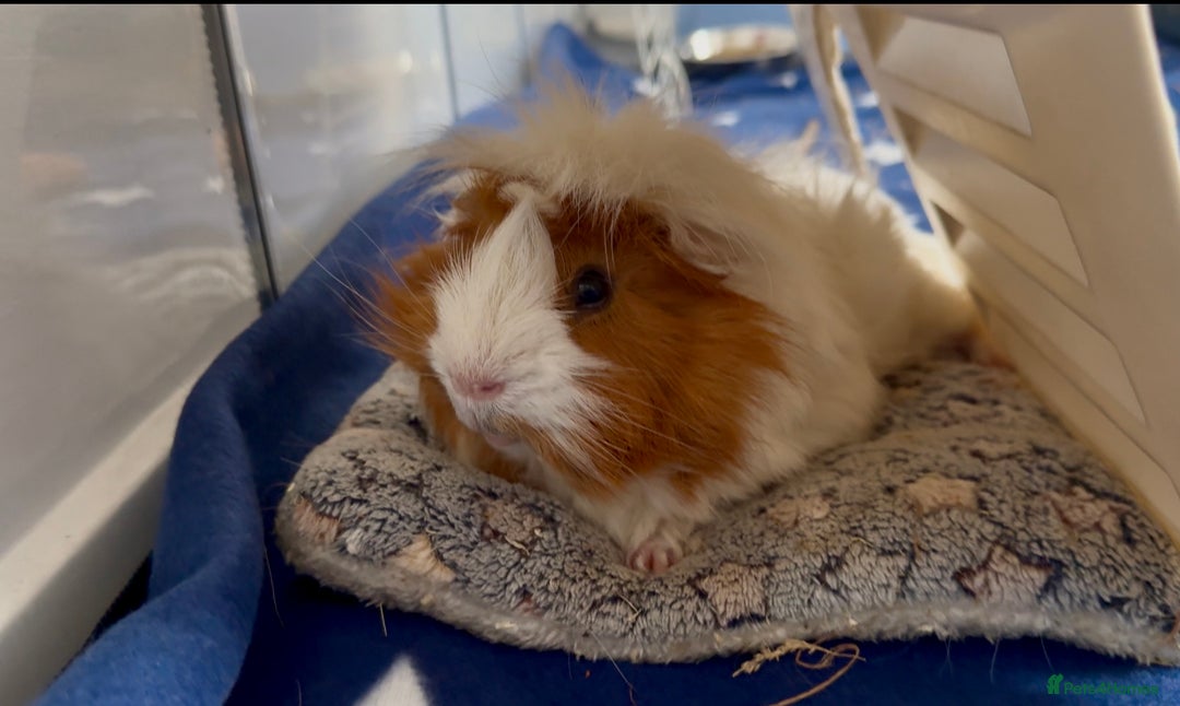 Guinea Pig rodents for sale: 2 male guinea pigs  - Image 3
