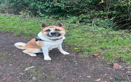 Akita dogs for stud: Male Akita for stud - Image 5