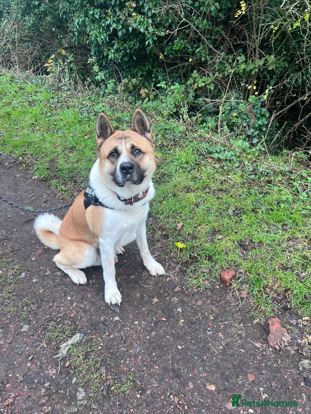 Akita dogs for stud: Male Akita for stud - Image 5