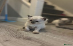 Ragdoll cats for sale: Ragdoll kittens can hold for Christmas 🎅🏼  - Image 10