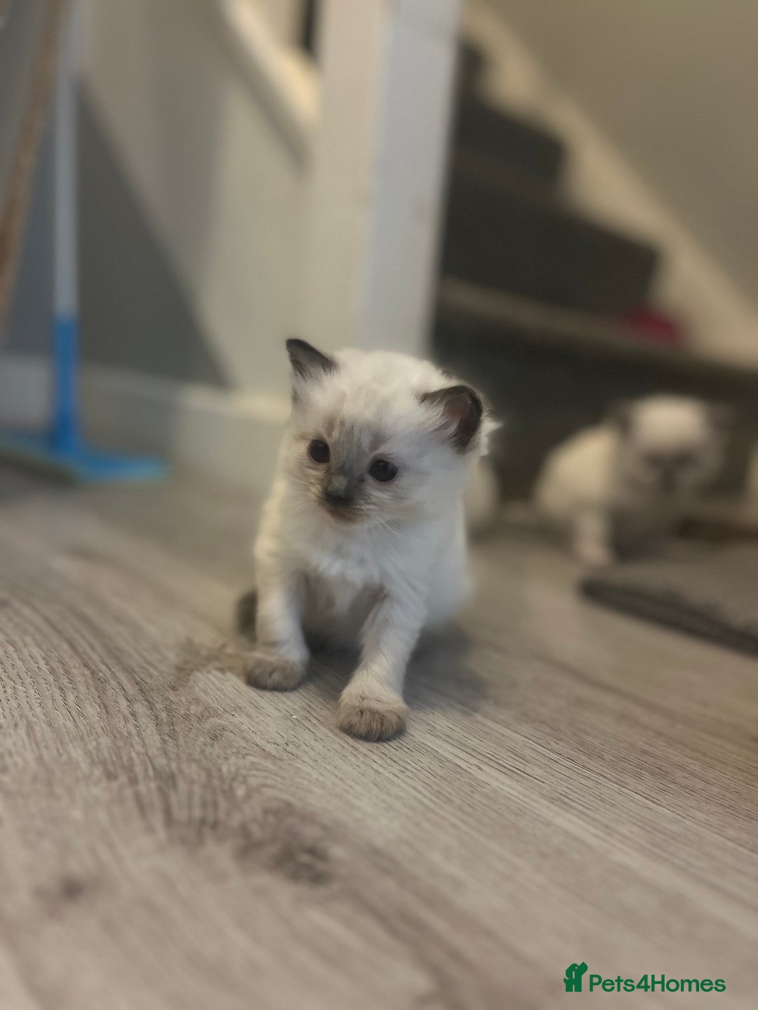 Ragdoll cats for sale: Ragdoll kittens can hold for Christmas 🎅🏼  - Image 10