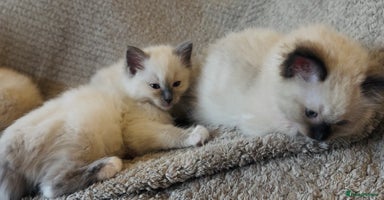 Ragdoll cats - Advert 2