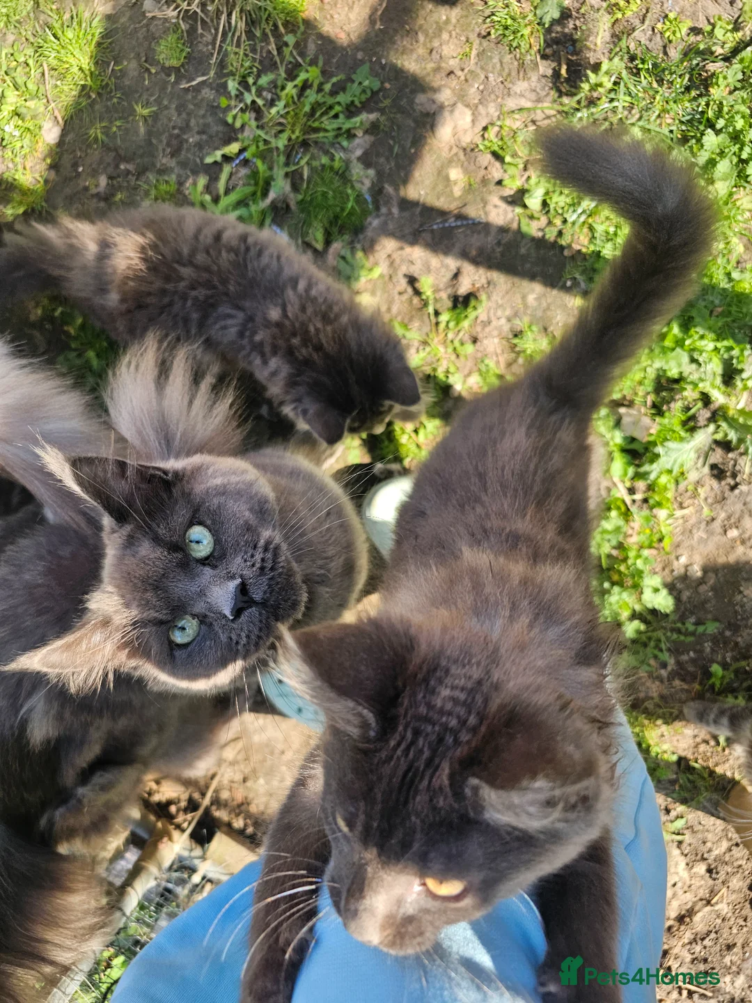 Maine Coon cats for sale: pure MAINE COONS - Advert 1