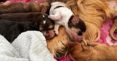 Cocker Spaniel dogs - Advert 5