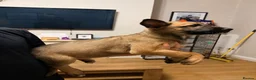 Belgian Shepherd Dog dogs for sale: 3 female Belgian malinois 9 weeks old  - Advert 7