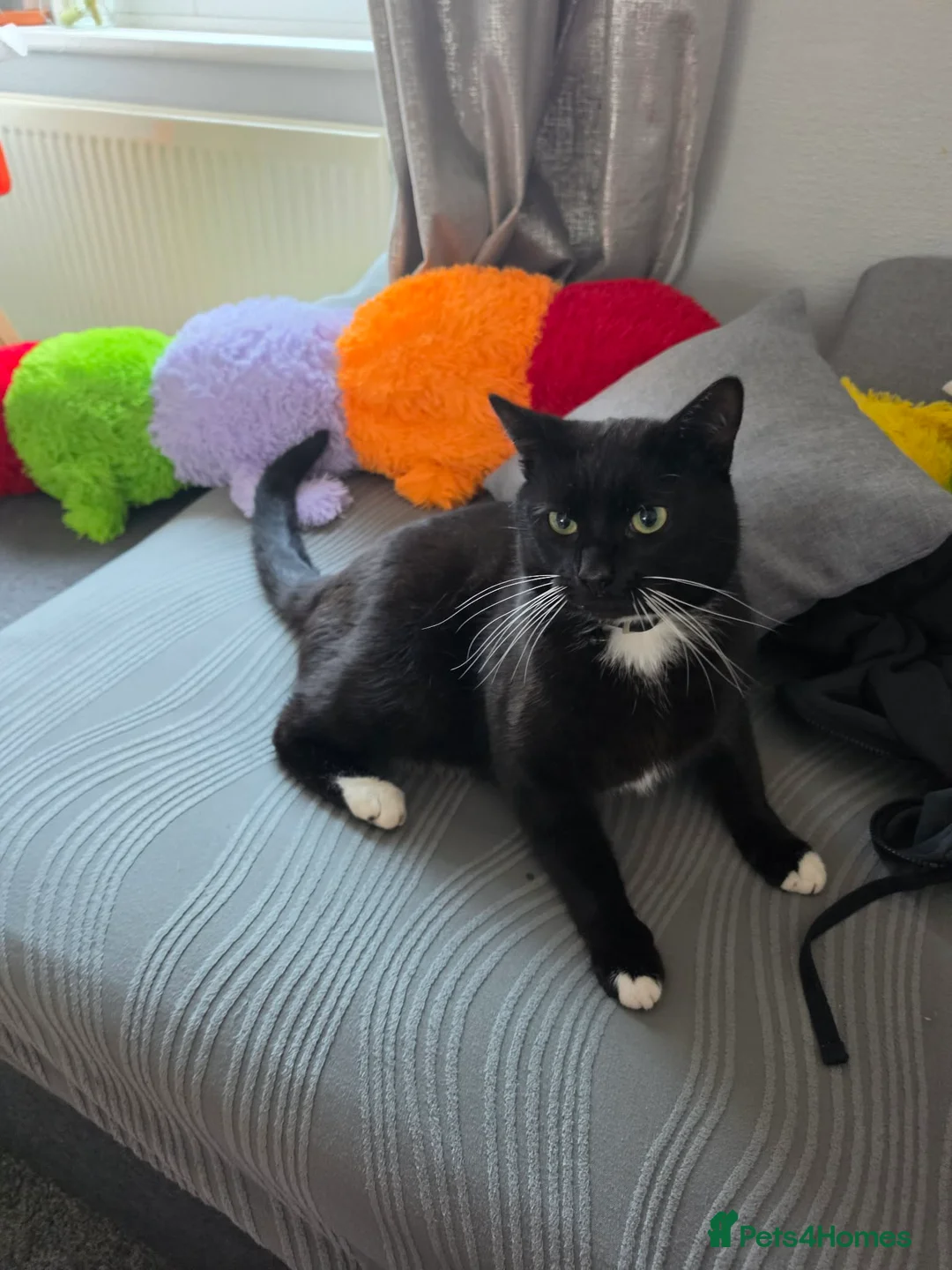 Mixed Breed cats for sale: 2 Lovely Cats (Mother & Son)Looking for a New Home - Advert 10