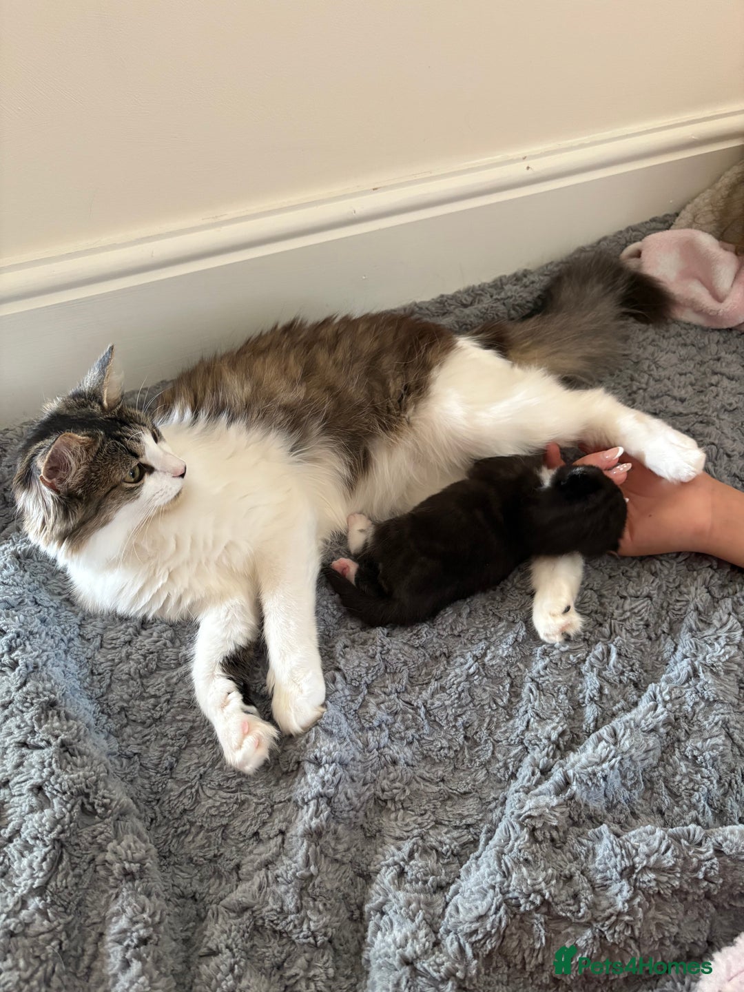 Mixed Breed cats for sale: Little boy cross breed  - Image 5