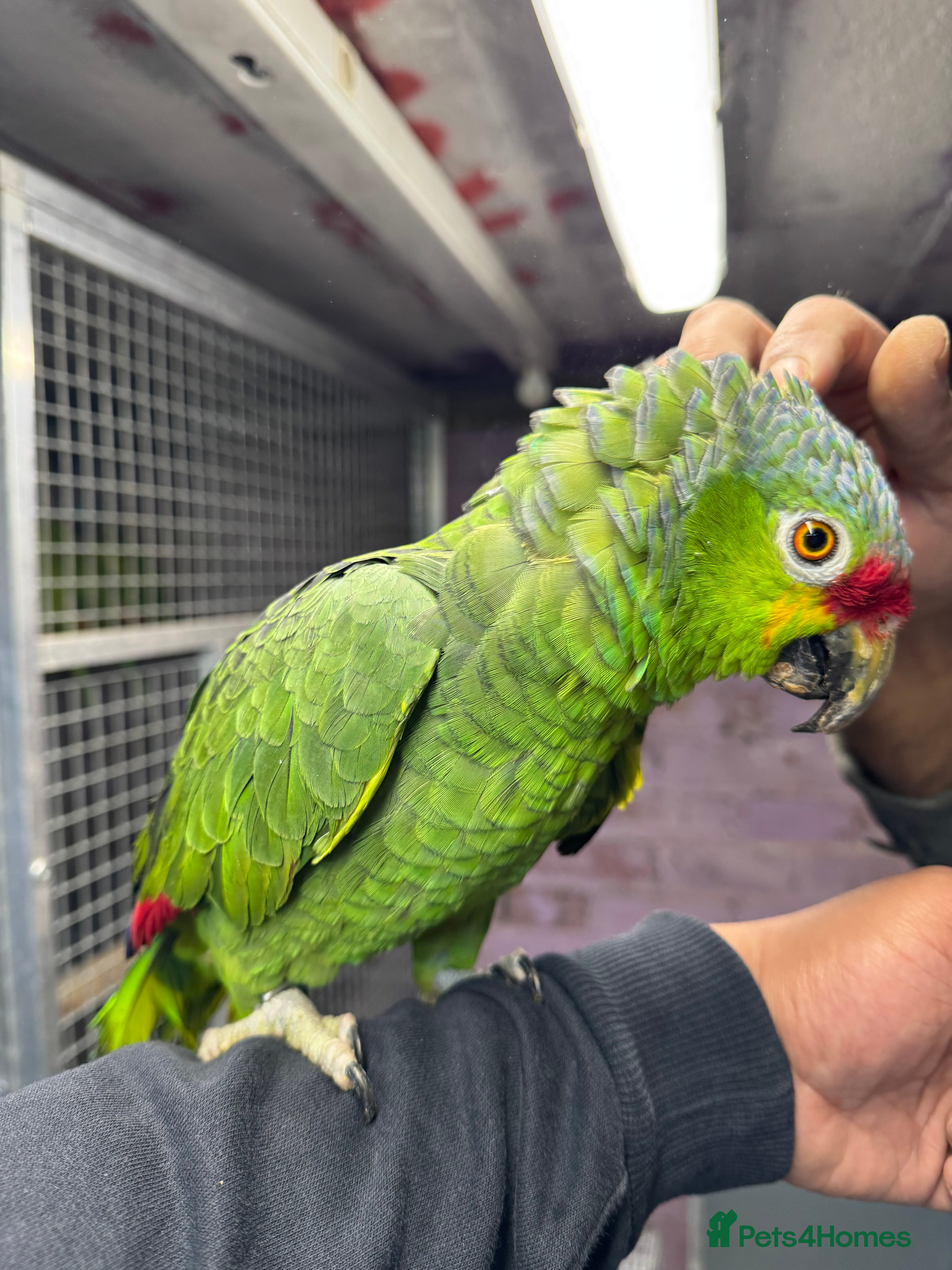 Macaws birds Tame&talking red lored Amazon parrot - Advert 9