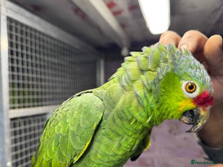 Macaws birds Tame&talking red lored Amazon parrot - Advert 3