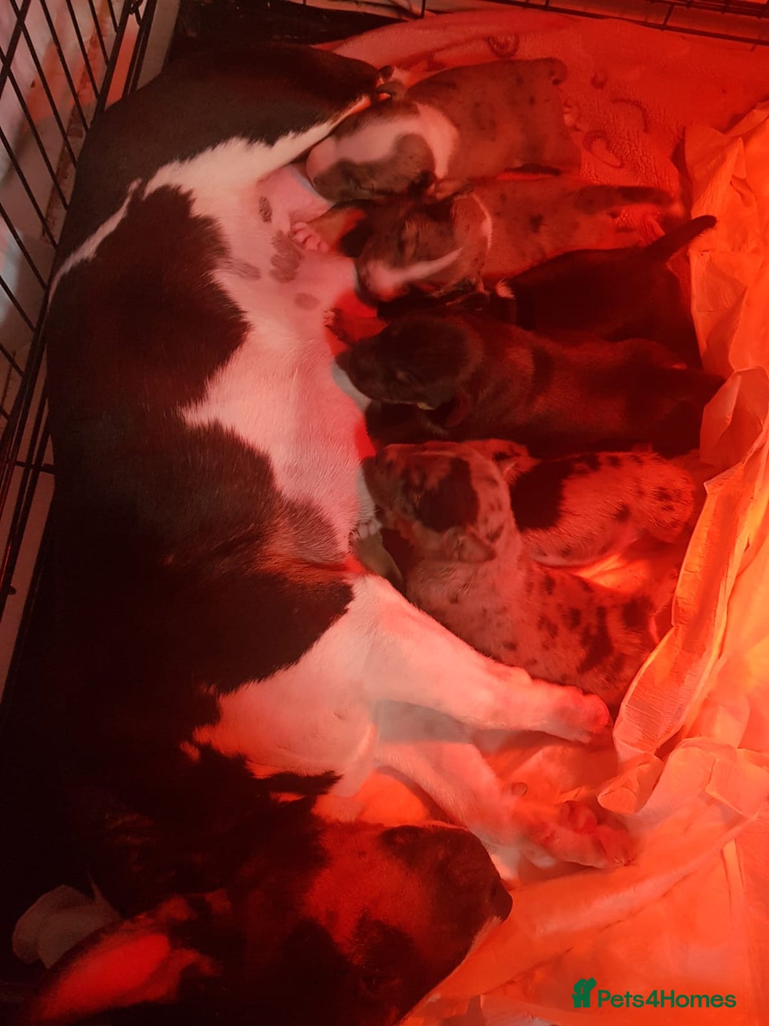 Miniature Bull terrier dogs for sale: Exotic 🎨 Miniature 🧬 Bullterrier Puppies 🐶 - Advert 3