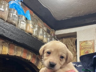 Labrador Retriever dogs Adorable Labrador puppies - Advert 5