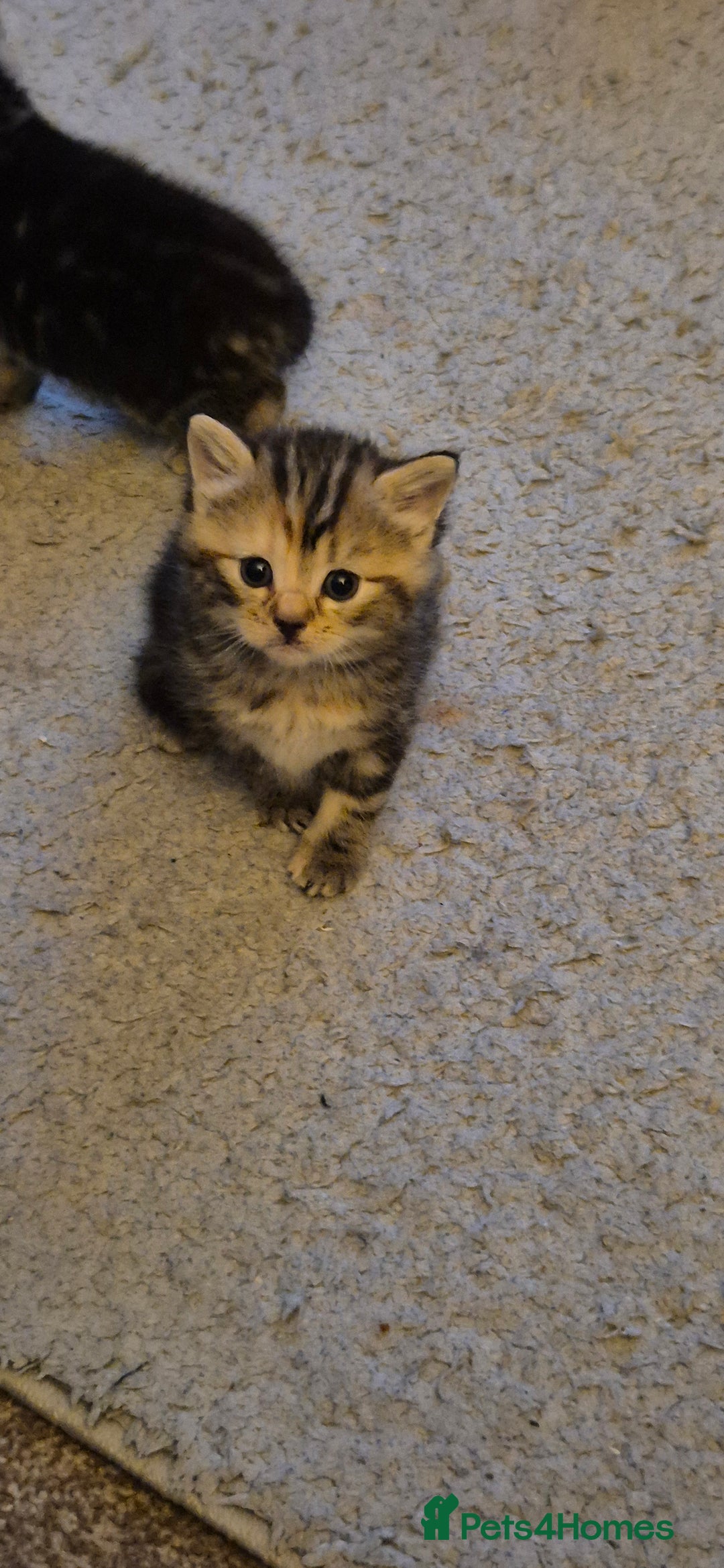 Mixed Breed cats for sale: Tabby/ginger kittens for sale  - Advert 9