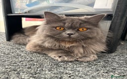 Persian cats for sale: Persian cross British long hair female  - Image 2