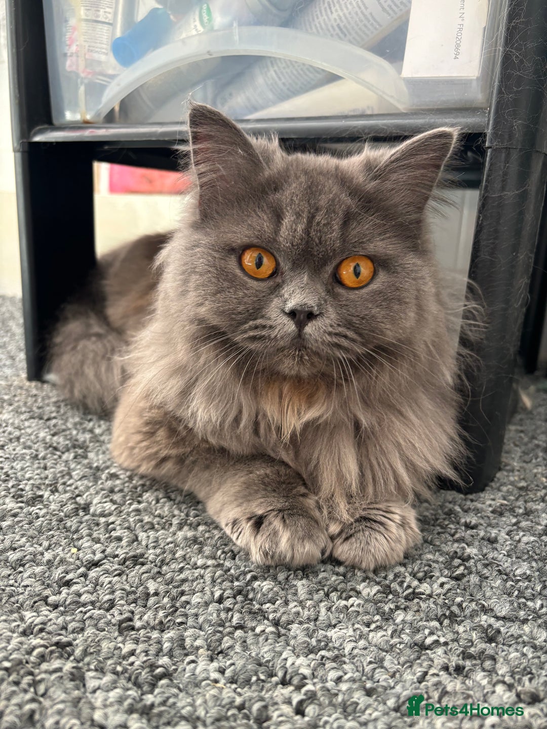 Persian cats for sale: Persian cross British long hair female  - Image 2