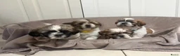 Shih Tzu dogs for sale: Shih Tzu - Advert 8
