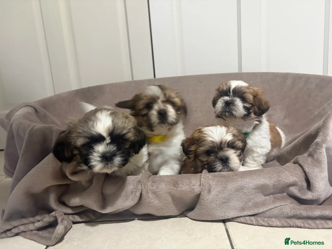 Shih Tzu dogs for sale: Shih Tzu - Advert 8