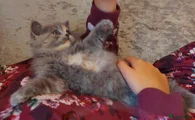Persian -british shorthair girl