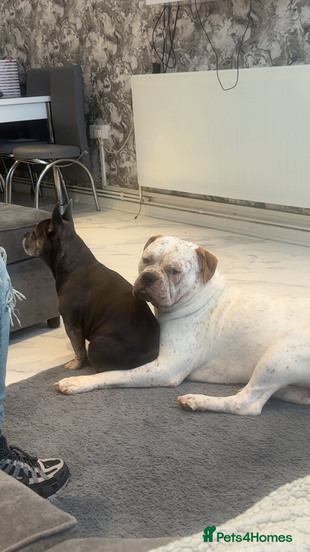 Mixed Breed dogs for sale: Boxer x bullmastiff - Image 2