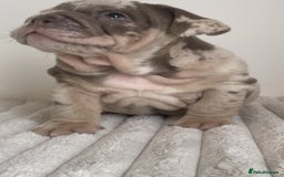 English Bulldog dogs for sale: Top quality English bulldog puppies  - Image 16