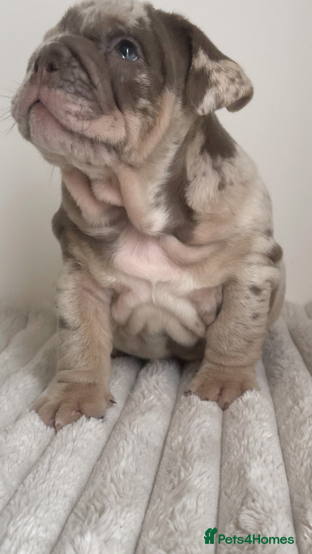 English Bulldog dogs for sale: Top quality English bulldog puppies  - Image 16