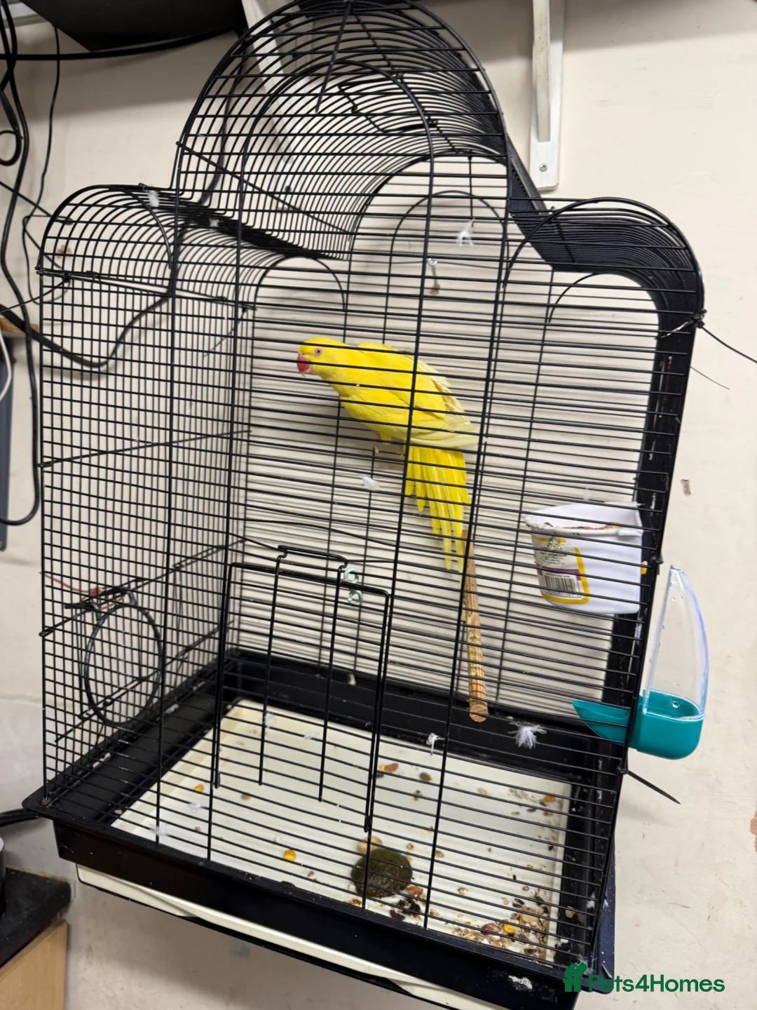 Ringnecks birds for sale: For sale  - Advert 4